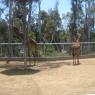 Day 5 SD Zoo