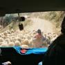 2003-07-25-sheepinroad