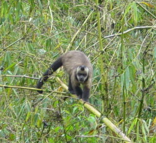2003-07-26-monkey2